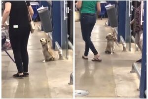 Cadelinha sensação da internet foi resgatada à beira da morte