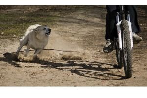 Cachorros atacam e mordem mulher, que denuncia vizinha no Jardim Imá