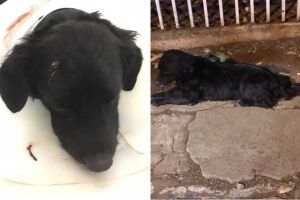 CCZ 'tortura' cachorro e causa revolta em Campo Grande