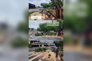 Equipes removem árvores que desabaram durante temporal em Campo Grande