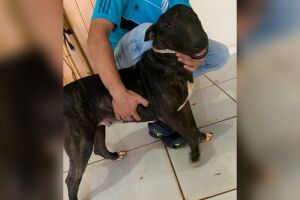Você viu a Bibi? Cachorrinha é furtada de madeireira no Universitário
