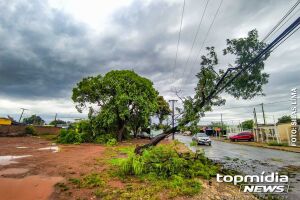 Corpo de Bombeiro registra 96 ocorrências de quedas de árvores ou galhos em Campo Grande