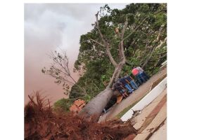 Temporal derrubou 154 árvores e deixou três pessoas feridas em Campo Grande