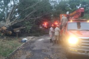 Árvore caiu com forte chuva que caiu em Campo Grande