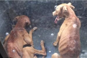 Cachorros foram resgatados pelo CCZ