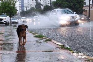 Cachorro leva banho de carro na chuva em Campo Grande