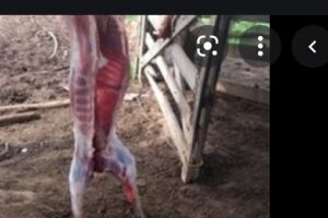 Ladrão mata carneiro de assentamento e foge com carne em Jaraguari