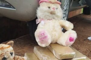 Polícia encontra droga escondida em ursinhos de pelúcia em Ponta Porã