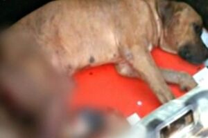 Homem deixou cachorro mutilado em Jateí