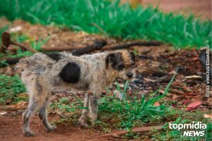 Canais para denúncia de maus-tratos serão divulgados por clínicas e pet shops em MS