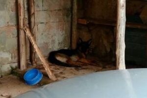 Cão estava acostumado com garoto, diz família