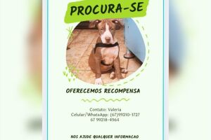 Cachorro desapareceu na região do Zé Pereira
