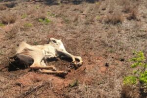 Animais foram encontrados mortos por conta de desnutrição
