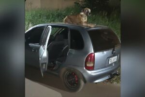 Cachorro se apegou ao carro e ganhou um dono
