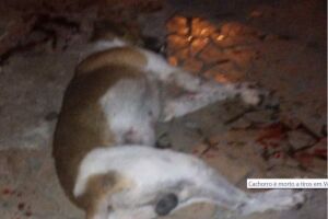 Idoso que matou cachorro esfaqueado vai pagar multa de R$ 3 mil