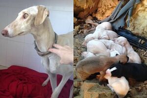 Cadela emocionou veterinária e amiga na Espanha