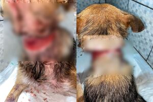 Cachorra foi muito maltratada pelos antigos donos