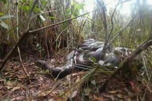 Animal foi flagrado com vários outros machos