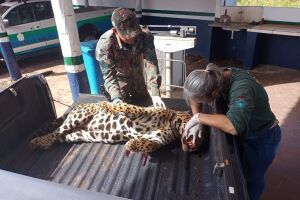 Animal foi recolhido e será encaminhado para Campo Grande