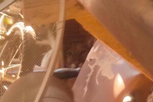 Animal está encondido no quintal da residência