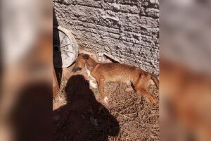 Animal foi encontrado no quintal com sinais de desnutrição