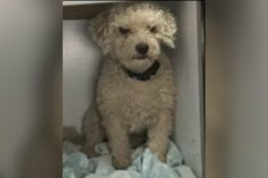 Família procura cachorrinha que faz tratamento de leishmaniose em Campo Grande