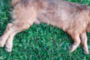 Mortes de cachorro serão apuradas pela polícia