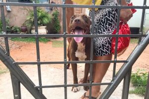 Pitbull resgatado de maus-tratos volta ao lar em Campo Grande (vídeo)