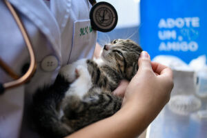 Feira de adoção terá 70 animais disponíveis em Campo Grande