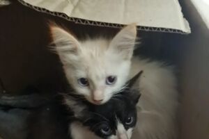 Gatinhos foram acolhidos pela polícia