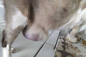 Problema se desenvolveu e secretária quer leva-lá ao veterinário para tratamento