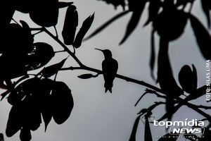 Primeiro dia de abril ser&aacute; frio, com baixas temperaturas em MS