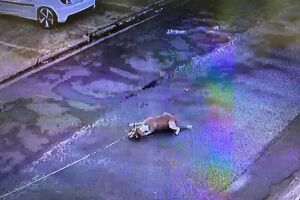 Motorista arrastou cachorro ainda vivo; polícia investiga crime no Nhanhá