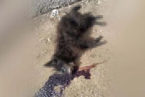 Animal foi estrangulado até a morte