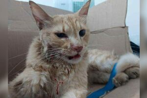 Gato é atacado por cães na Coophatrabalho, precisa de exames e lar com amor