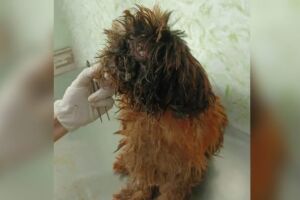 Mulher é presa por deixar cachorro infestado de larvas em Costa Rica