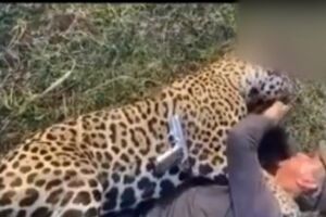 Onça foi morta e agressor ainda fez deboche 