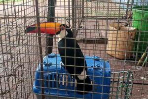 Tucano cai no pátio de agência dos Correios em Dourados