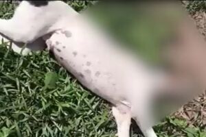 Cachorro não resistiu e morreu