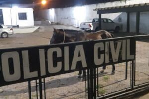 Cavalo foi encontrado pastando em um terreno baldio