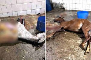 Dois animais foram encontrados mortos no local