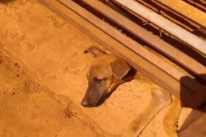 Cachorro abandonado tenta escapar e fica preso em portão no Caiobá (vídeo)