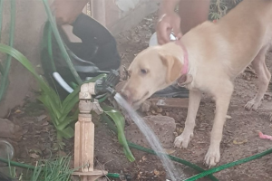 Animal foi deixado sem água e comida