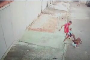 Morador mata pitbull do vizinho a facada no Nova Lima: 'tinha criança perto'