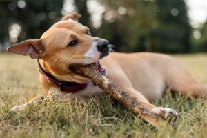 Projeto trabalha com adoção e doação de cães e gatos