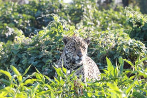Animal foi resgatado em 2020, durante incêndios que atingiram o Pantanal,