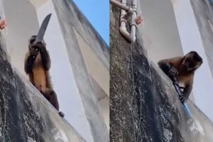 Macaco foi visto amolando uma faca