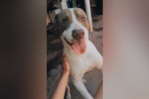 Thor é um cachorro bastante brincalhão