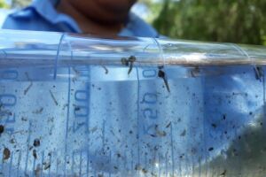 Menina de 11 anos morreu após pegar dengue em Dourados
