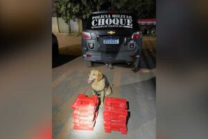 'Ozzy' fareja e Choque apreende malas recheadas de maconha na rodoviária em Campo Grande